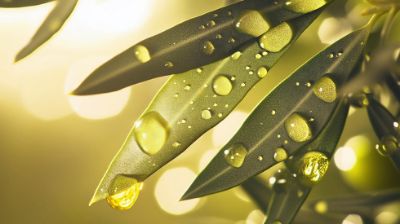 15 روغن گیاهی برای تقویت استخوان و پیشگیری از پوکی استخوان در 1404