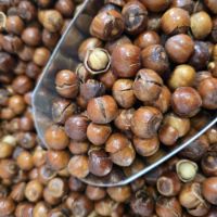 تصویر  فندق شور ایرانی