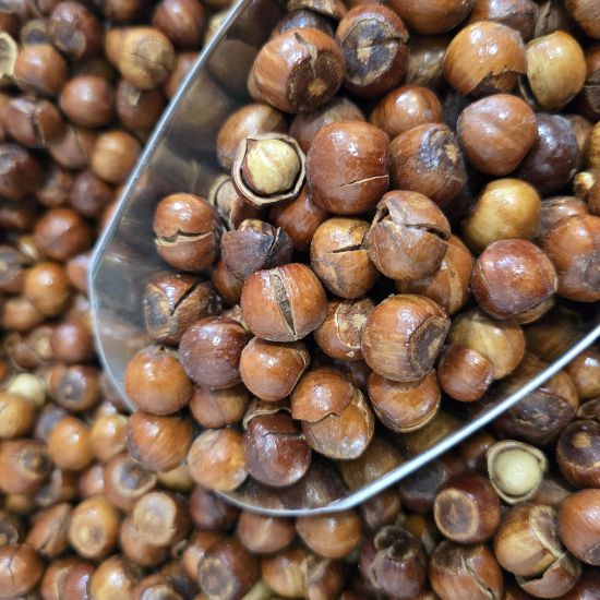 تصویر  فندق شور ایرانی