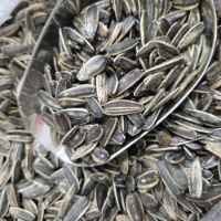 تصویر  تخمه آفتابگردان