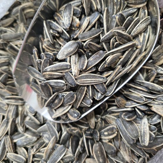 تصویر  تخمه آفتابگردان