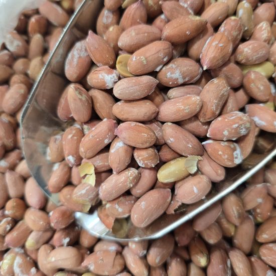 تصویر  بادام زمینی آستانه اشرفیه