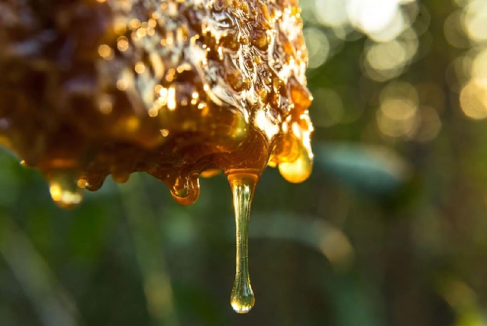 بهترین شرایط نگهداری عسل طبیعی و ارگانیک | پرهلو